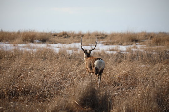 Deer showing me the buttocks