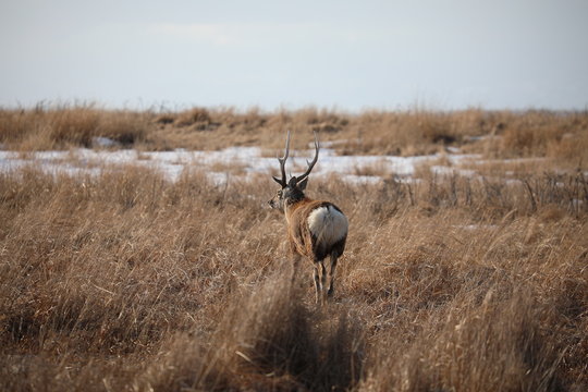 Deer showing me the buttocks