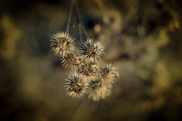 Obraz premium Dry flower