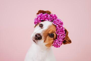portrait of cute jack russell dog wearing a crown of flowers over pink background. Spring or summer...