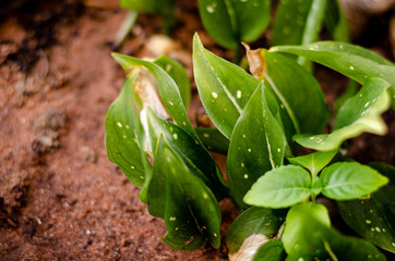 close up of green plant