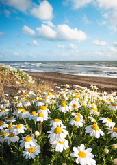 Chamomile flowers along Ladispoli beach during spring season, Rome