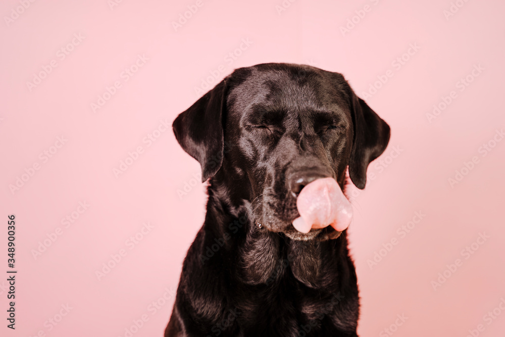 Wall mural portrait of beautiful black labrador over pink background licking his nose. Colorful, spring or summer concept