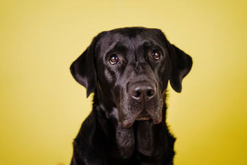 portrait of beautiful black labrador over yellow background. Colorful, spring or summer concept