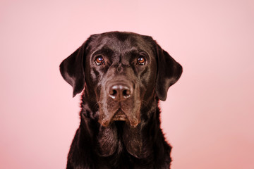 portrait of beautiful black labrador over pink background. Colorful, spring or summer concept