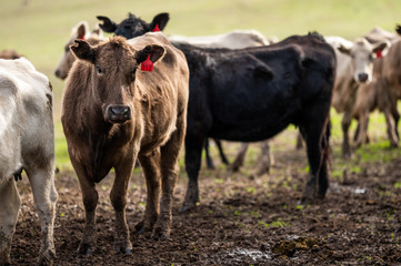 Beef cows and calfs grazing on grass in south west victoria, Australia. eating hay and silage....