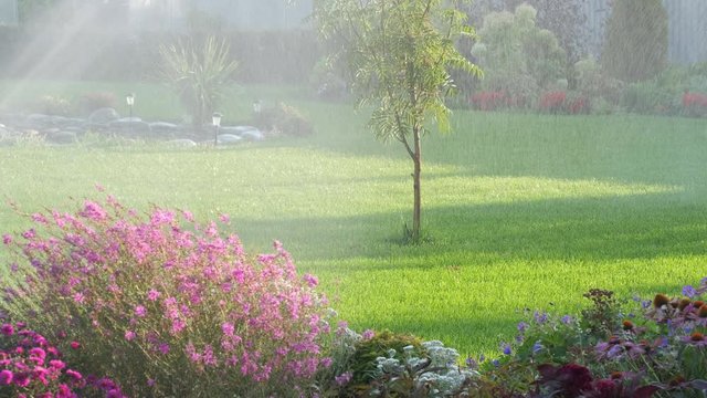 Sprinkler watering the lawn and garden. Rowan in raindrops. Sunny summer day. Foliage and flowers are lit by the sun.