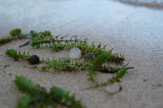 A close up of freshwater cyanobacteria Nostoc pruniforme (Mare's eggs) and plants of Elodea canadensis (American or Canadian waterweed or pondweed) on the sandy shore of Baikal Lake, selective focus