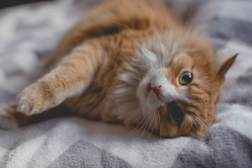 Fototapeta premium the angry ginger cat on couch blanket