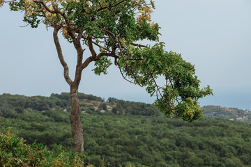 Lonely tree grows on the mountainside. Blurred background. Red stone, Gurzuf, Crimea