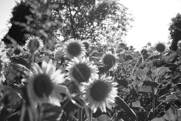 sunflowers