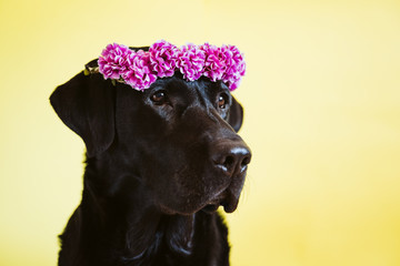 portrait of beautiful black labrador dog wearing a crown of flowers over yellow background. Spring or summer concept