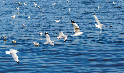 The Seagulls