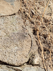 A small  lizard hides in stones and dry grass on a sunny day in the Golan Heights in northern Israel