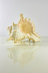 white conch on white background