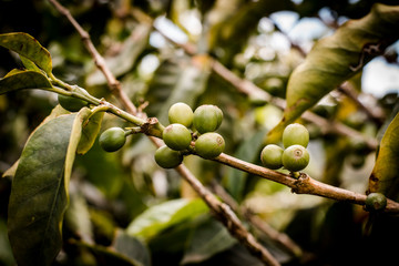 coffee plant 