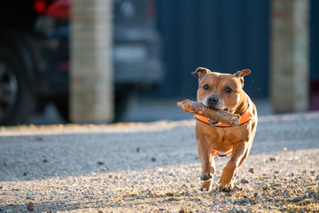 Playful red staffordshire bull terrier with orange harness and stick in his mouth outdoors with happy expression in his face. Animal, pet and dog concept.