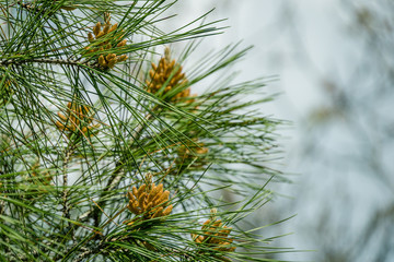 Pitsunda pine Pinus brutia pityusa in bloom. Close-up of bud pollination pinecone on pinus branches. Sunny day in spring garden. Nature concept for design. Selective focus