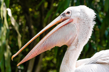A white pelican in a park sits on a fence close-up. Bird watching