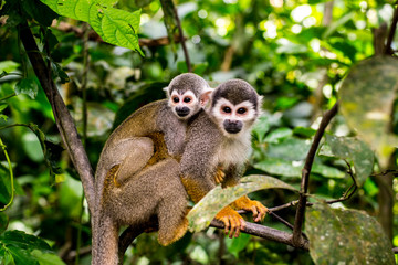 monkey amazonas