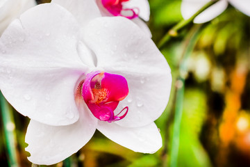 Flower and droplet in Rainy season