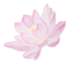 pink lily flower, pink lily isolated on white