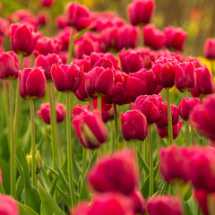 Red tulips against green foliage.