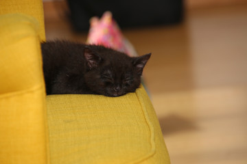 schlafende schwarze junge Katze auf gelbem Sessel
