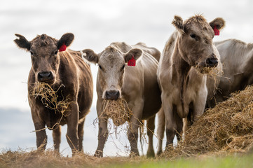 Beef cows and calfs grazing on grass in south west victoria, Australia. eating hay and silage....