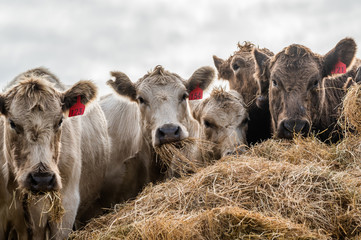 Beef cows and calfs grazing on grass in south west victoria, Australia. eating hay and silage....