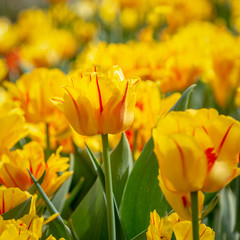 Spring background with beautiful yellow tulips