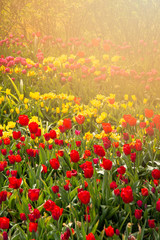 Spring background with beautiful colorful tulips