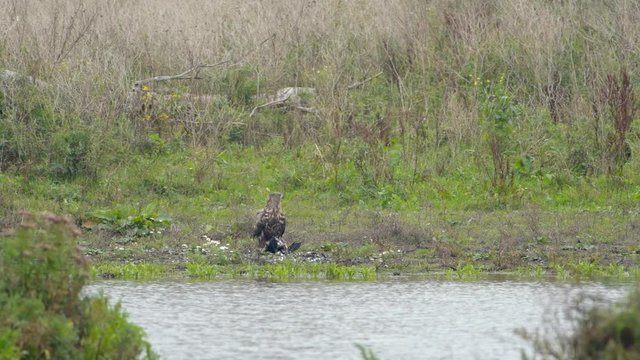 White-tailed eagle or Sea Eagle eating from a great cormorant prey at the shore of a lake in the Oostvaardersplassen in Flevoland, The Netherlands
