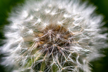 A close up of dandelion seeds, with a shallow depth of field