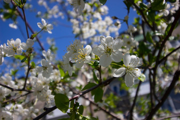 A flowering tree covered with small white flowers in May.