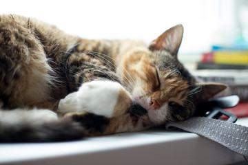 Amazing beautiful  and cute sleeping home cat.  Natural colorful .country cat on .lying on the windowsill.
