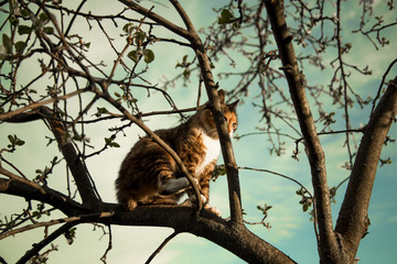 A  suspicious cat lurks.staring into the distance.   Menacing gaze hiding in the trees. Cat hameleon. Vintage image style.