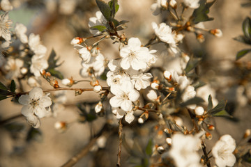 Beautiful spring apple blossom. Inflorescence all around. Vintage image style effect.