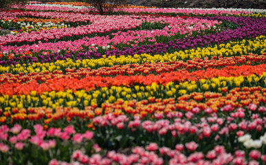 Spring tulip fields in Holland, colorful flowers in Netherlands. Group of colorful tulips. Selective focus. Colorful tulips photo background.