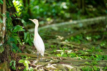 Little white heron with a yellow head in a green park. Bird watching