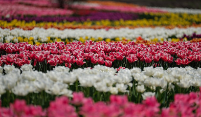 Group of colorful tulips. Selective focus. Colorful carpet of flowers. Colorful tulips photo background.