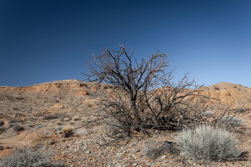 Bare tree in winter desert landscape, Sevilleta National Wildlife Refuge New Mexico, horizontal aspect
