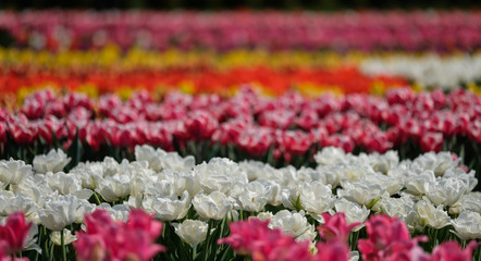 Group of colorful tulips. Selective focus. Colorful carpet of flowers. Colorful tulips photo background.