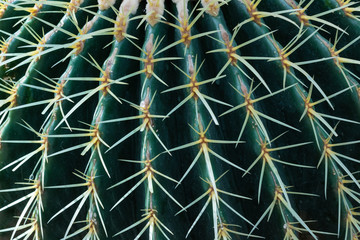Close view of a barrel cactus ribs and spines, abstract nature background texture, horizontal aspect