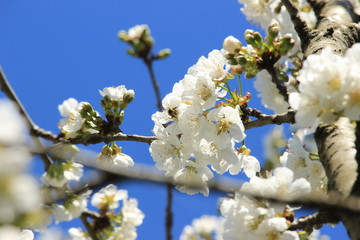 cherry blossoms