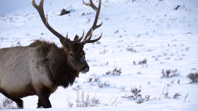 winter shot of a bull elk, grazing in snow, approaching the camera at yellowstone national park in wyoming, usa