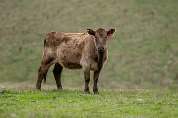 Beef cows and calfs grazing on grass in south west victoria, Australia. eating hay and silage....