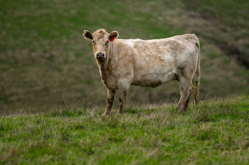 Beef cows and calfs grazing on grass in south west victoria, Australia. eating hay and silage....