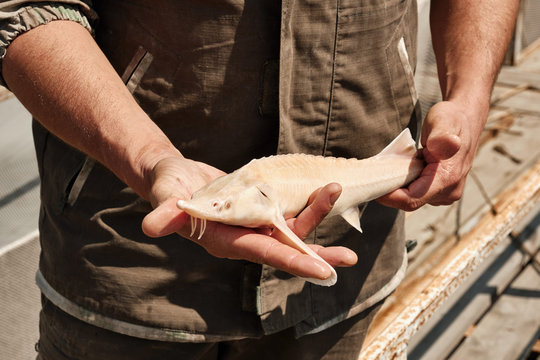 Albino Sterlet (Acipenser ruthenus) in the hands of a fisherman. Wildlife animal. Fish farm. Cultivation, care, obtaining caviar. Natural habitat.