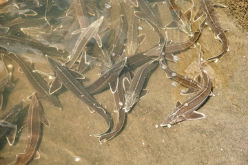 Sterlet (Acipenser ruthenus). Wildlife animal. Fish farm. Cultivation, care, obtaining caviar. Natural habitat.